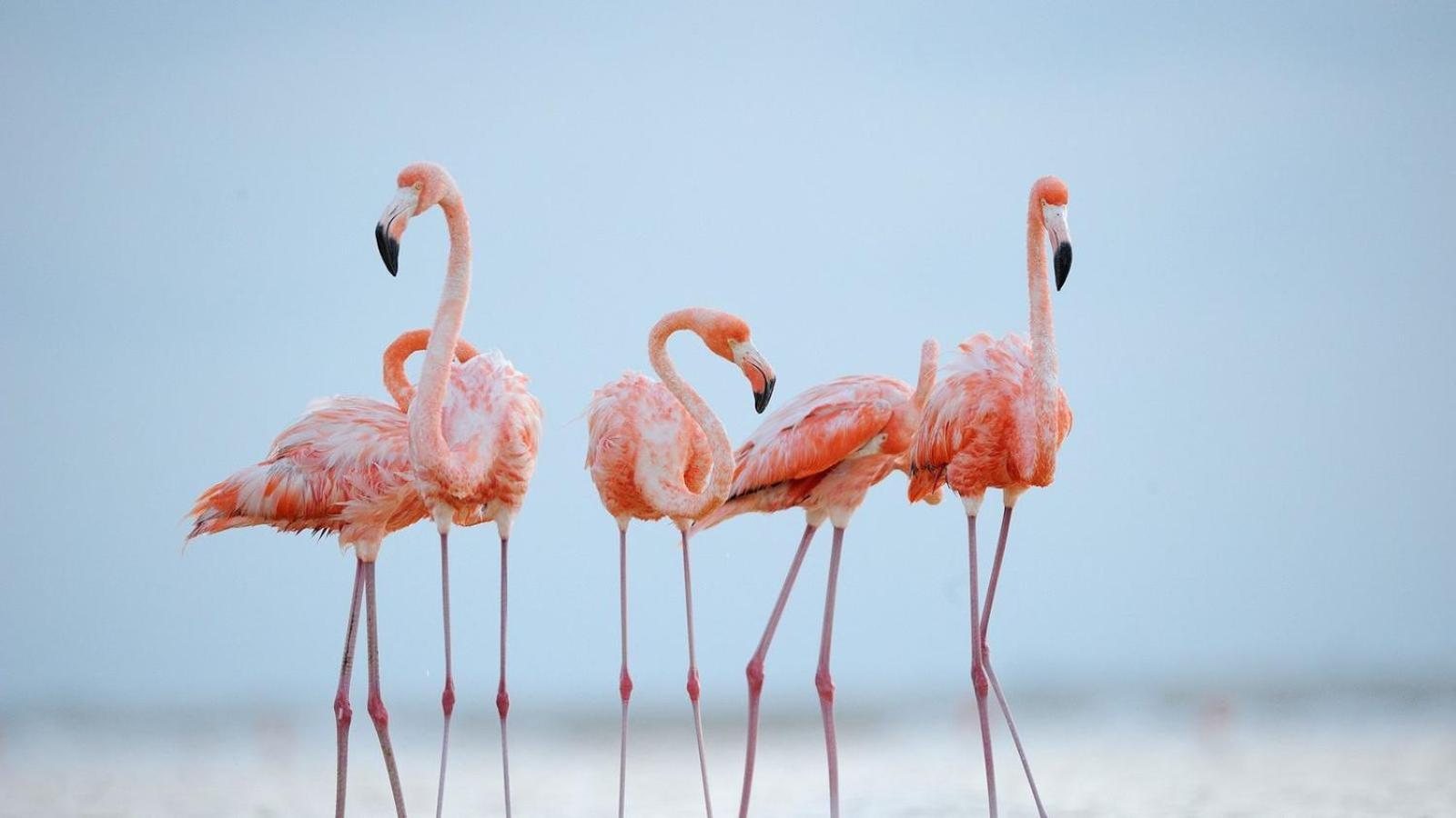 L'Oiseau Bleu Daire Salin-de-Giraud Dış mekan fotoğraf